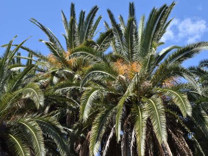 Museo Orto Botanico di Roma