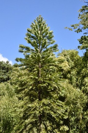 Museo Orto Botanico di Roma