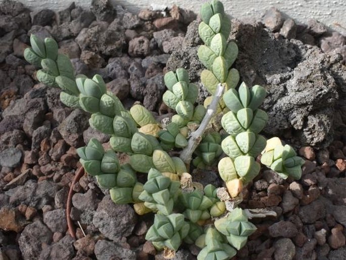 Museo Orto Botanico di Roma