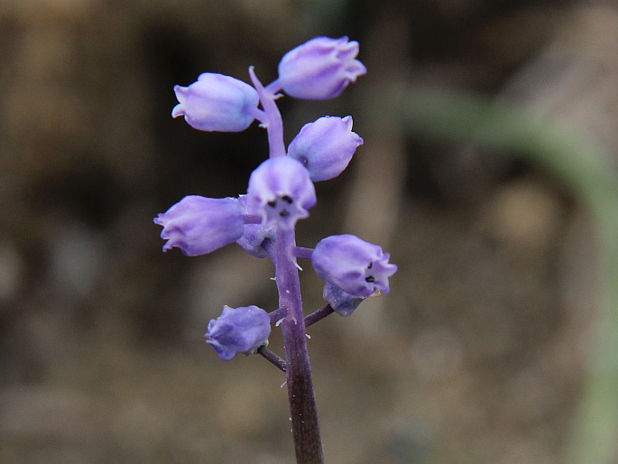 Muscari parviflorum