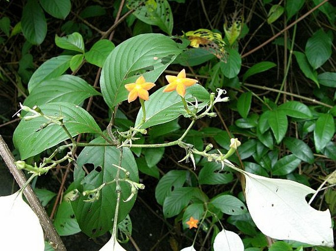 Mussaenda frondosa