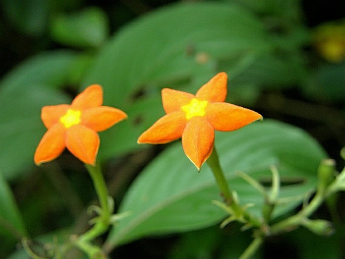 Mussaenda frondosa