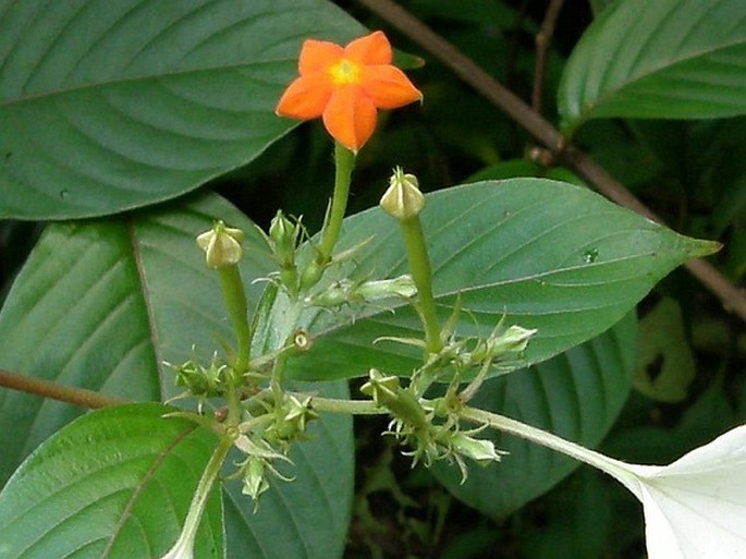 Mussaenda frondosa