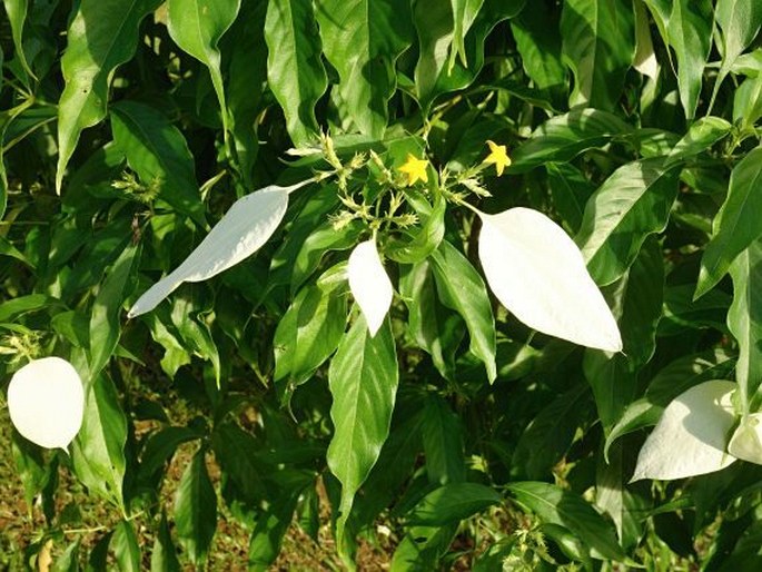 Mussaenda philippica