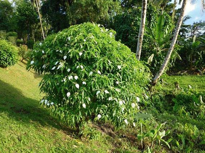 Mussaenda philippica