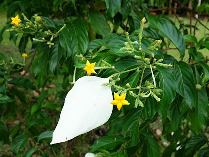 MUSSAENDA PHILIPPICA A. Rich. - dlouhocévka