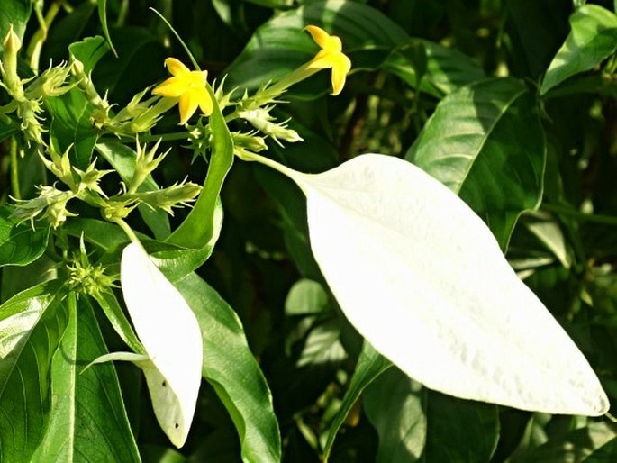 Mussaenda philippica