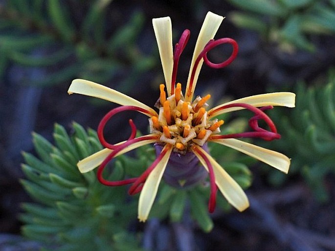 Mutisia linearifolia