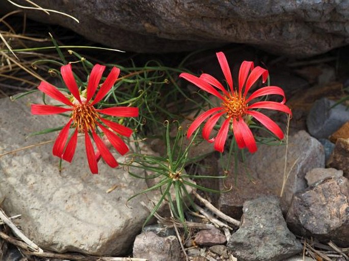 Mutisia subulata