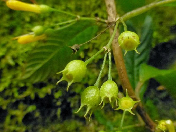 Mycetia cauliflora