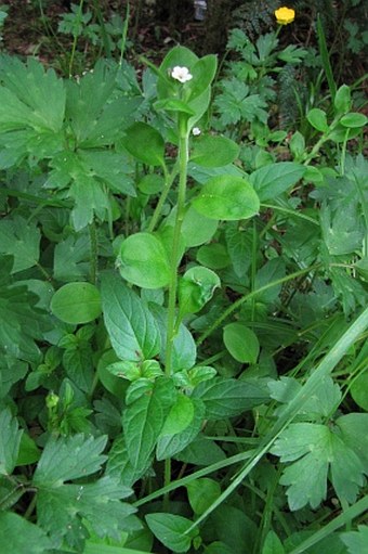 Myosotis forsteri