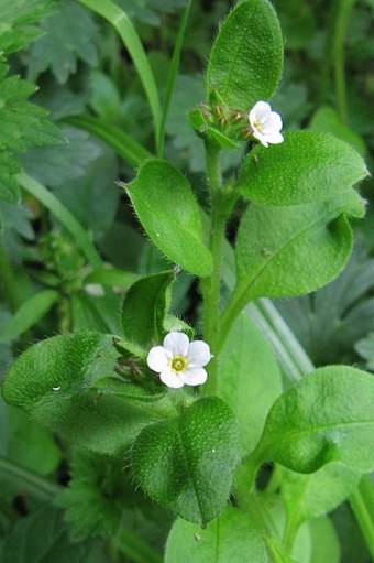 Myosotis forsteri