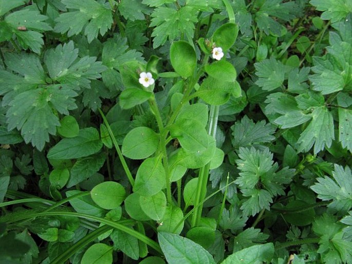 Myosotis forsteri