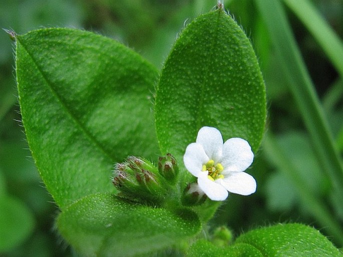 Myosotis forsteri