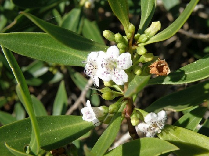 MYOPORUM TENUIFOLIUM G. Forst.