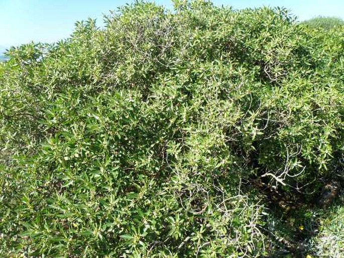 Myoporum tenuifolium