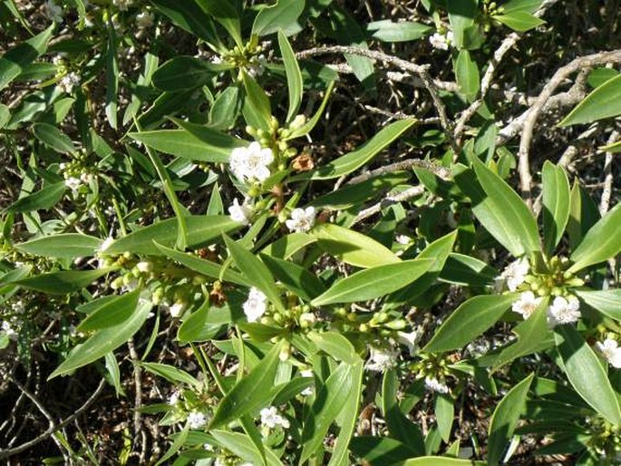 Myoporum tenuifolium