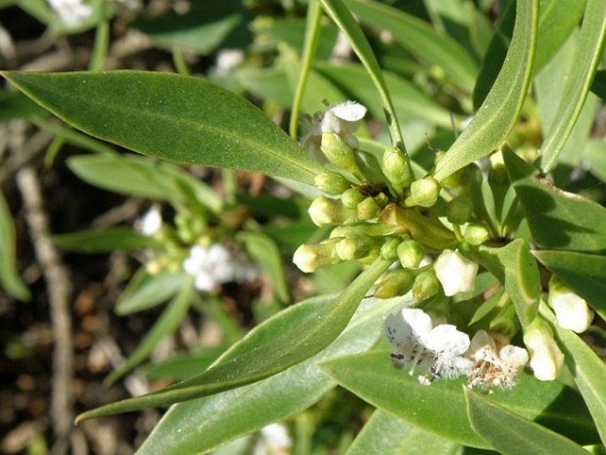 Myoporum tenuifolium