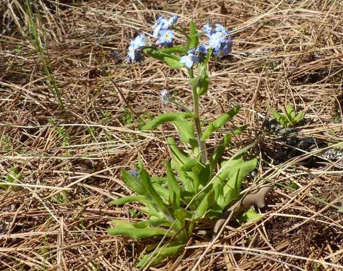 MYOSOTIS LATIFOLIA Poir.