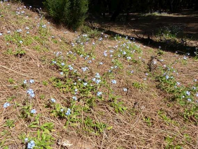 Myosotis latifolia