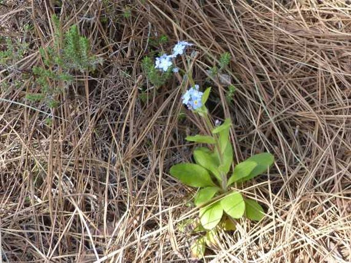 Myosotis latifolia