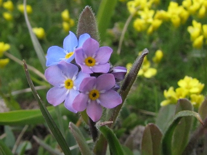 Myosotis olympica