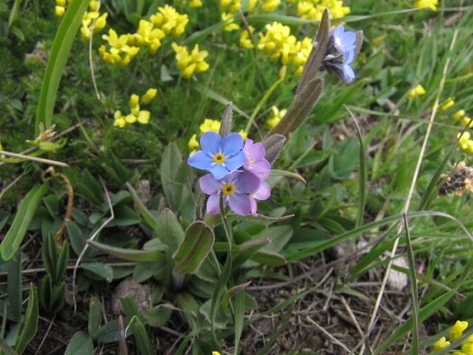 Myosotis olympica