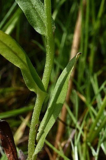 Myosotis palustris