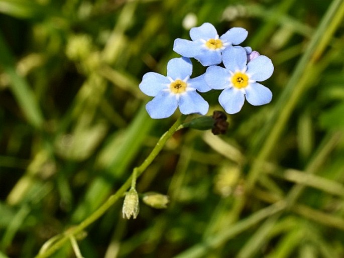 Myosotis palustris