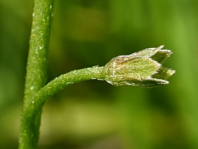 Myosotis palustris