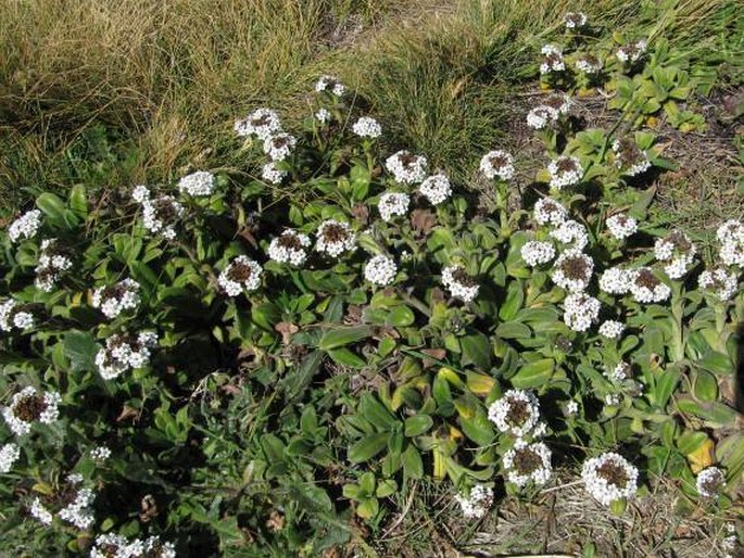 Myosotis rakiura