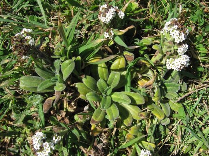 Myosotis rakiura