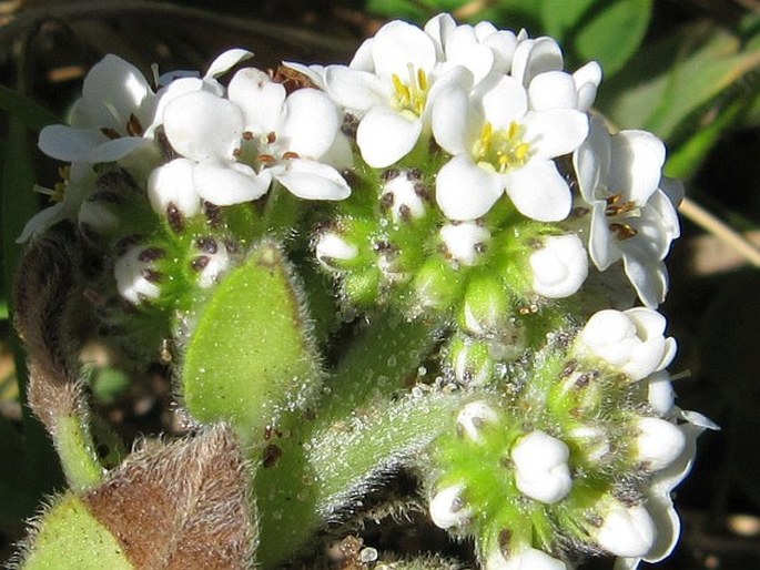 Myosotis rakiura