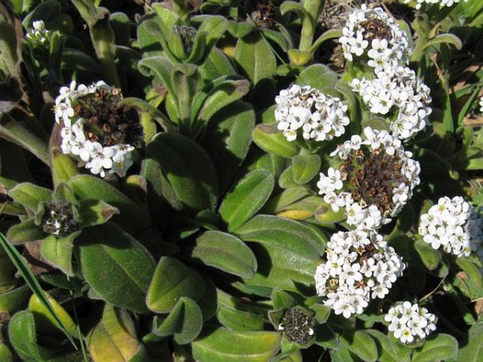 Myosotis rakiura