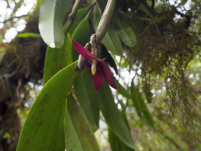 Myoxanthus serripetalus