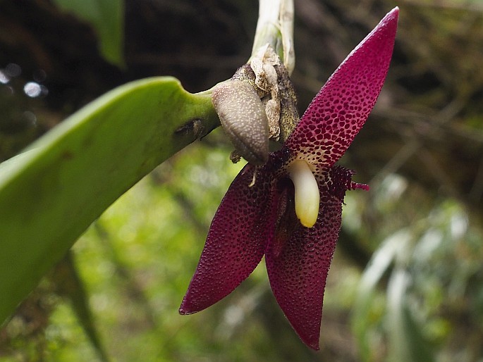 Myoxanthus serripetalus