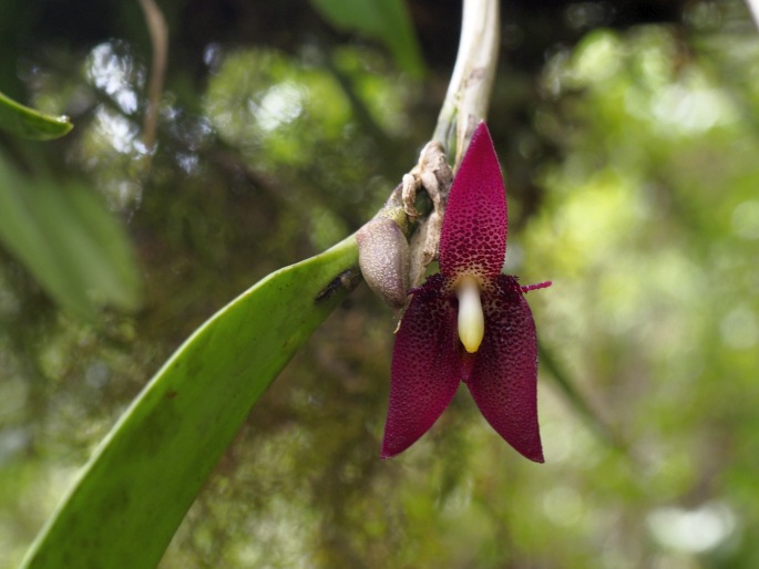 Myoxanthus serripetalus