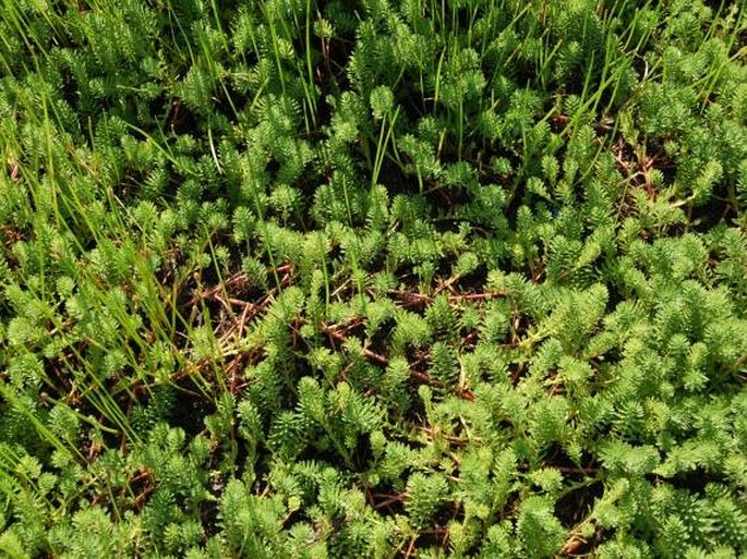 Myriophyllum aquaticum