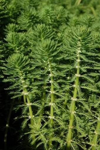 Myriophyllum aquaticum