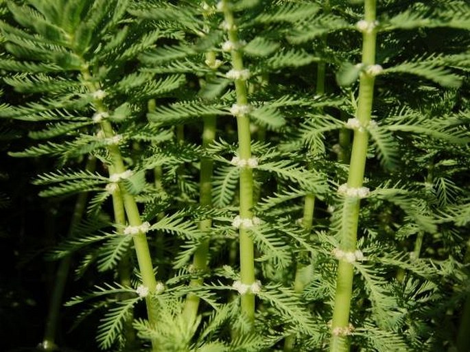 Myriophyllum aquaticum