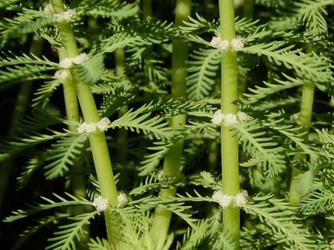 Myriophyllum aquaticum