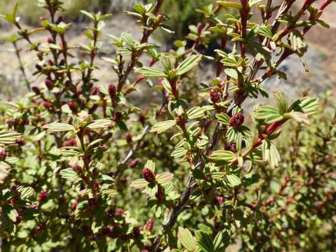 Myrothamnus flabellifolius