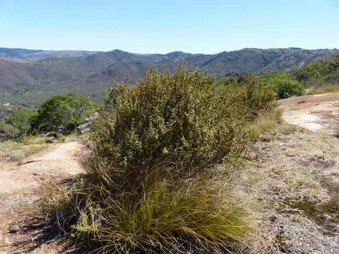 Myrothamnus flabellifolia