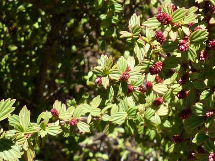 Myrothamnus flabellifolius