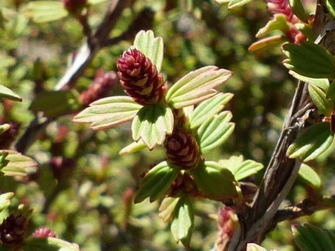 MYROTHAMNUS FLABELLIFOLIA Welw.