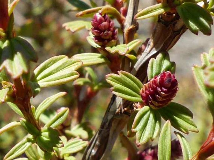 Myrothamnus flabellifolius