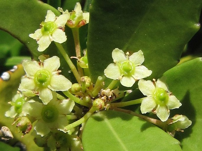 Mystroxylon aethiopicum