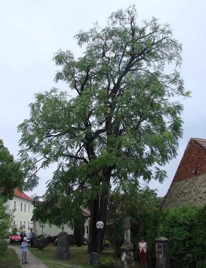 Nahovětvec dvoudomý u evangelické fary