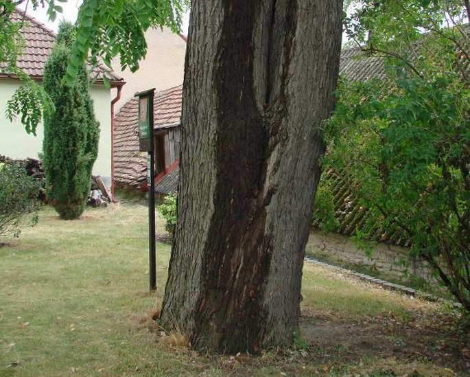 Nahovětvec dvoudomý u evangelické fary