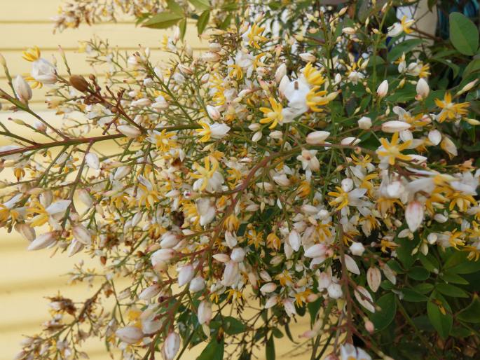 Nandina domestica